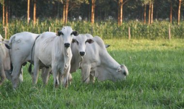 INDICADORES: Preço do boi gordo tem alta nesta terça-feira (2)