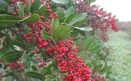 Incaper realizará cadastro de coletor de pimenta-rosa na ExpoSul Rural