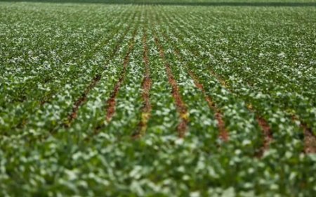 Soja sustenta alta com o preço do dólar