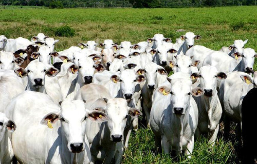 Exportações do boi gordo devem bater recorde em abril
