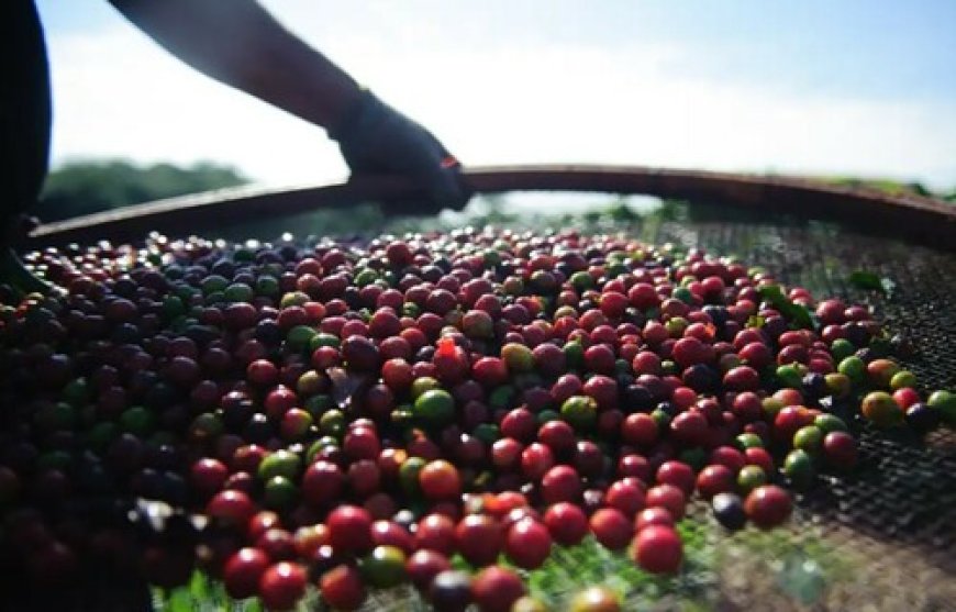 Preços do café arábica disparam em abril