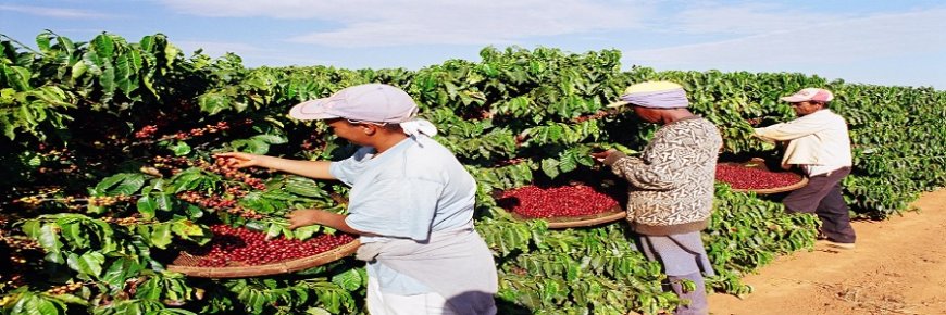 Pacto da Uva, Pacto do Café e Igualdade salarial entre homens e mulheres são algumas propostas do TME para trabalhadores