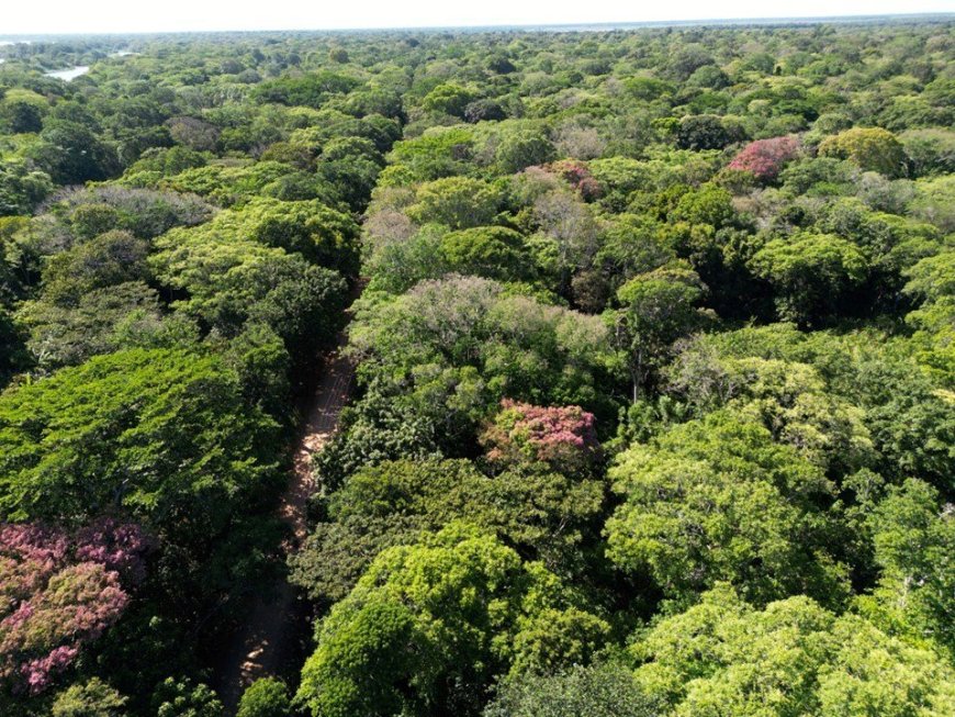 Idaf anuncia mudanças no procedimento de emissão de Exploração Florestal de Espécies Nativas (AEF)
