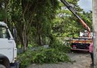Secretaria de Meio Ambiente e Obras realizam poda de manutenção preventiva no bairro Beira Rio
