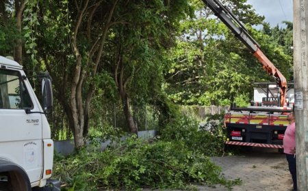 Secretaria de Meio Ambiente e Obras realizam poda de manutenção preventiva no bairro Beira Rio