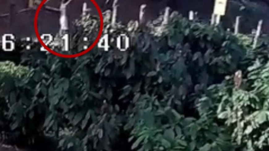 Homem é assassinado a tiros em lavoura de cacau em Governador Lindenberg